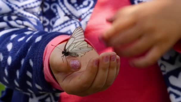 Mariposa sentada en la palma del niño — Vídeos de Stock