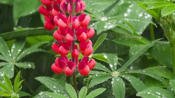 Lupine flowers and leaves with raindrops — Stock Video