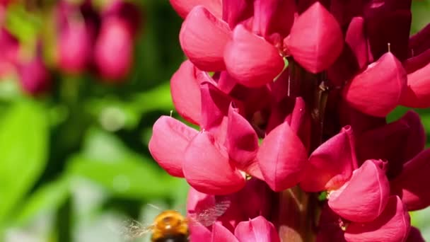 Bourdon sur fleur de lupin rouge 
