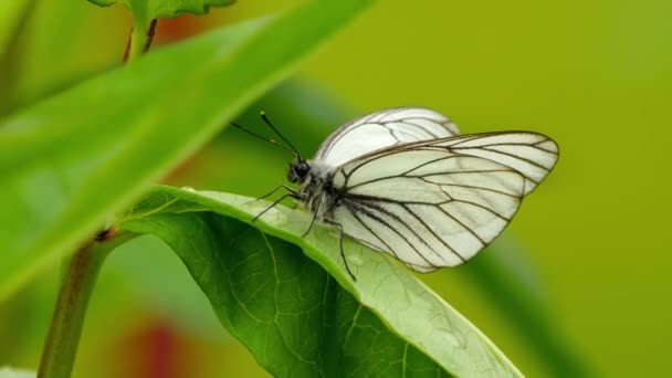 Aporia crataegi-zwart-geaderde witte vlinder- — Stockvideo