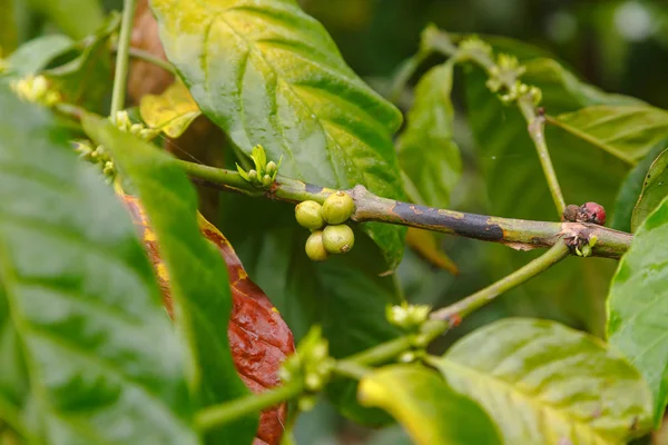 Kávové plantáže Vietnam — Stock fotografie