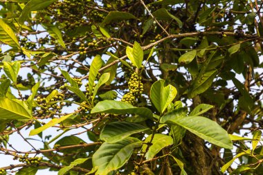 Meyveli kahve ağacı