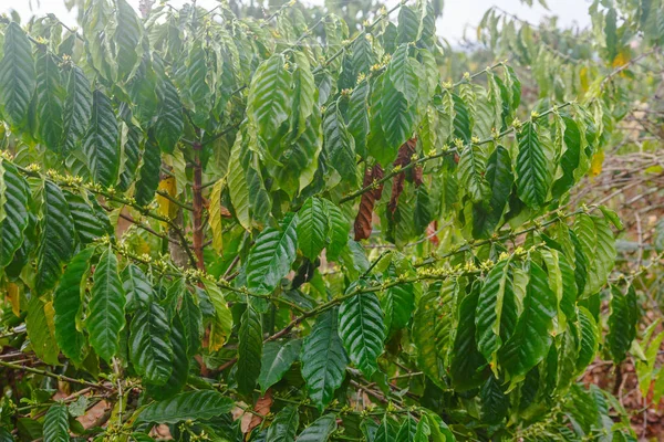 Coffee Flowers on Dalat Plantation — Stock Photo, Image