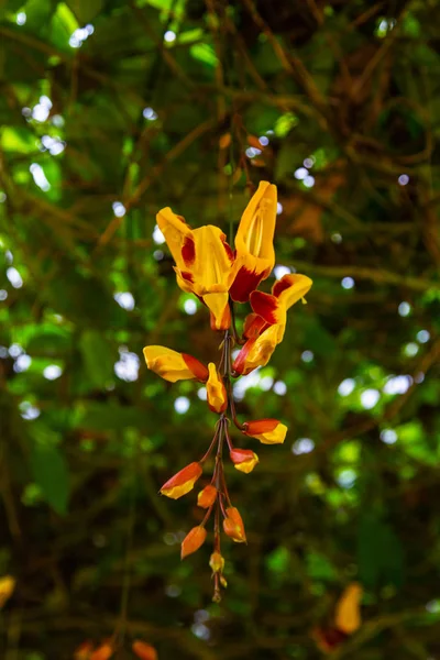 Herbaceous plant Thunbergia