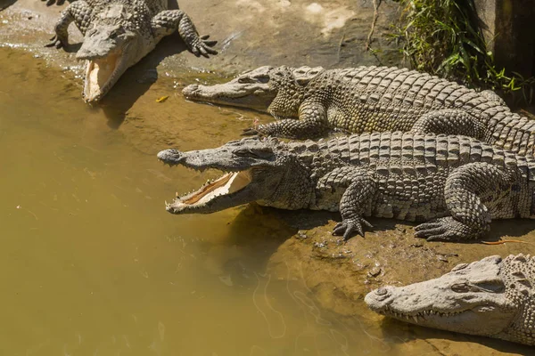 Krokodilfarm Vietnam — Stockfoto