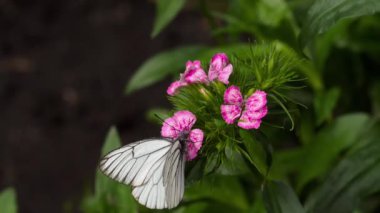 Siyah damarlı beyaz kelebek