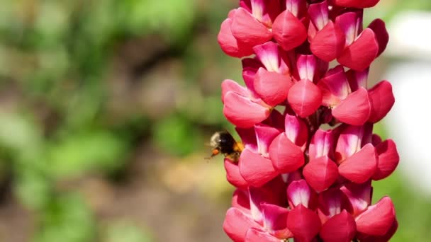 Bumblebee på röd Lupine blomma — Stockvideo