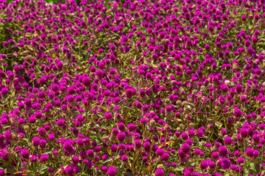 Pembe gomphrena küresel