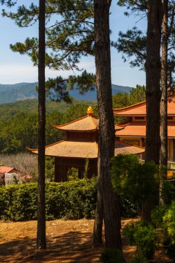 Dalat Şehrindeki Çamlar