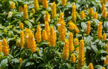 Çiçek Pachystachys lutea