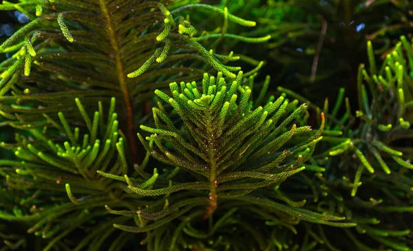 Filial de pinho asiático em Dalat, Vietnã — Fotografia de Stock