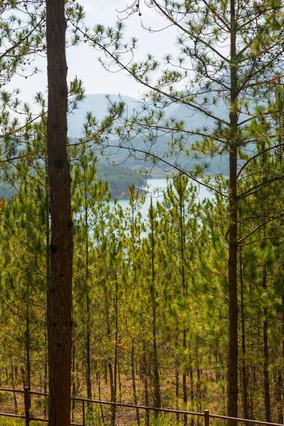 Pines in the City of Dalat — Stock Photo, Image