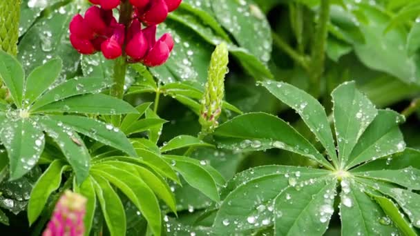 Люпин цветы и листья с каплями дождя — стоковое видео