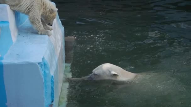 Белый медведь с детёнышем, играющим в воде — стоковое видео
