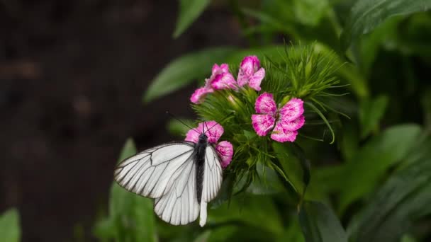 Černý žilkovaný bílý motýl — Stock video