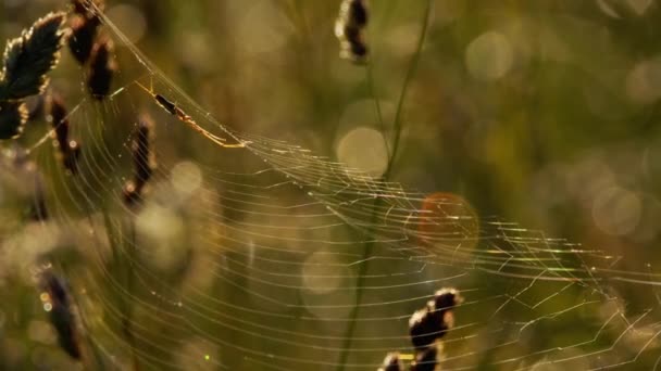 Spider weaves a web — Stock Video