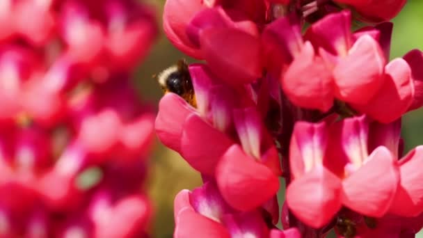 Abejorro sobre flor de altramuz rojo — Vídeos de Stock