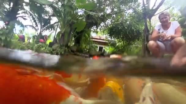 Peces Koi bajo el agua en el estanque comiendo . — Vídeo de stock
