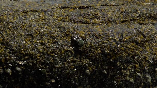 Krabben und Felsenspringer auf dem Felsen am Strand — Stockvideo