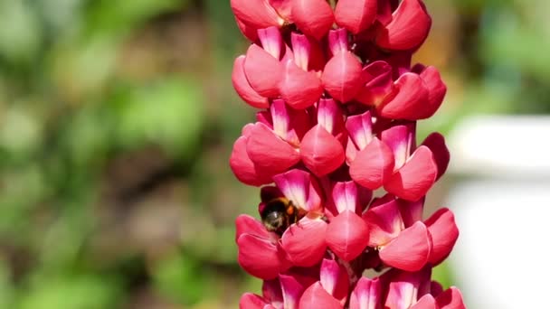 Bumblebee em flor de tremoço vermelha — Vídeo de Stock