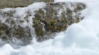 Yengeçler ve plajda kayaya rockskippers