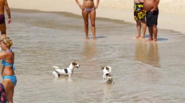 Jack Russell Terrier köpekleri sahilde