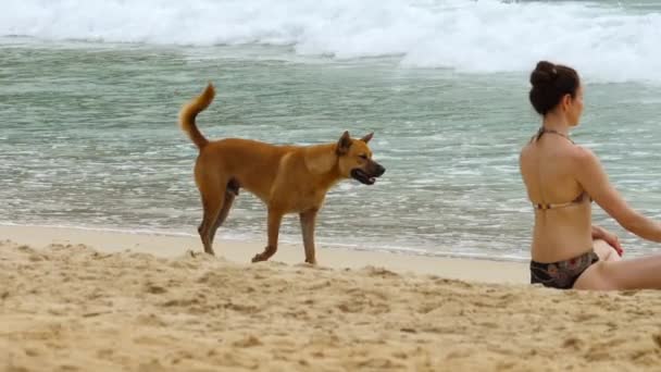Hond liep op het strand — Stockvideo