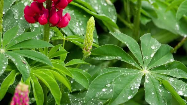 Lupine flowers and leaves with raindrops — Stock Video