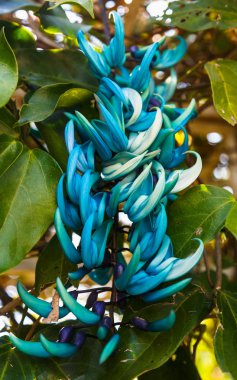 Strongylodon macrobotrys çiçek