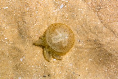 denizin kenarında denizanası