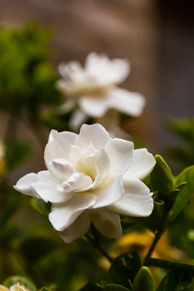 Unusual Tropical Flower — Stock Photo, Image