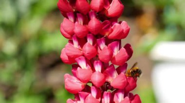 Bumblebee üzerinde kırmızı Lupine çiçek