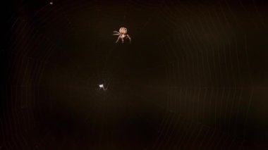 bir web Spider örgüleri
