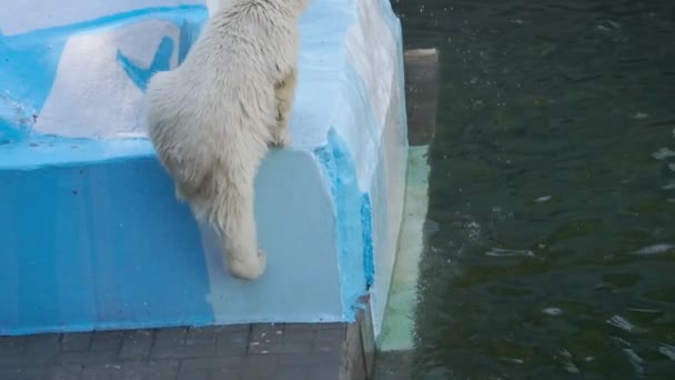 Polar bear cub playing in water — Stock Video