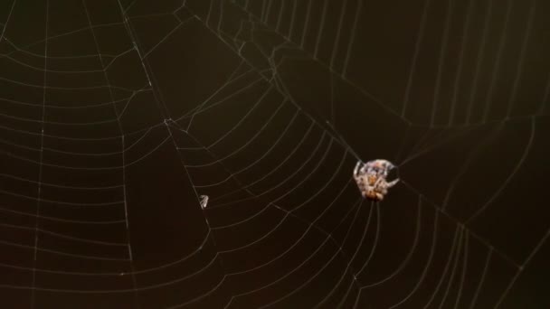 Araña en la web, come presas — Vídeos de Stock