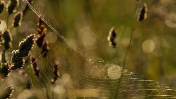 Telaraña en la luz trasera — Vídeos de Stock