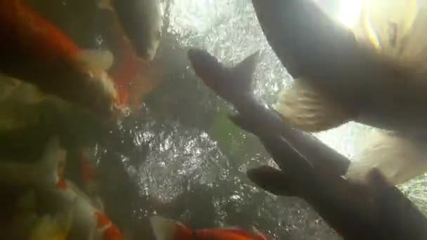 Peces Koi bajo el agua en el estanque comiendo . — Vídeo de stock
