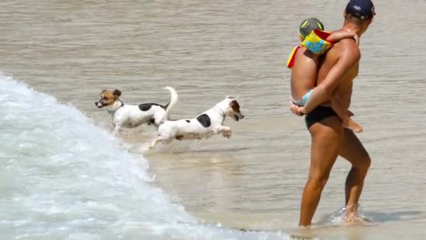 Τζακ Ράσελ Τεριέ σκυλιά στην παραλία — Αρχείο Βίντεο