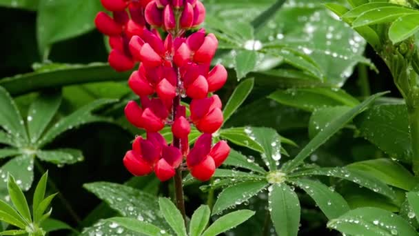 Lupine flores e folhas com gotas de chuva — Vídeo de Stock