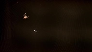bir web Spider örgüleri