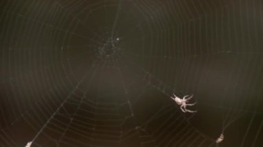 Örümcek web, av yiyor
