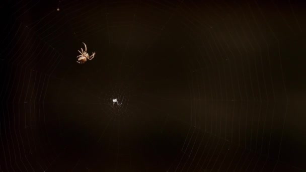 Spider tesse una ragnatela — Video Stock