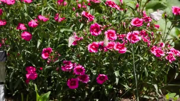 Mariposas blancas veteadas negras — Vídeos de Stock