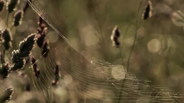 Ιστός αράχνης σε πίσω φως — Αρχείο Βίντεο