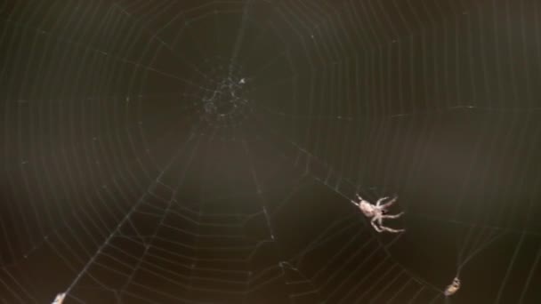 Araña en la web, come presas — Vídeo de stock