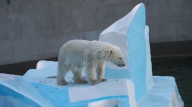 Suda oynayan kutup ayı yavrusu