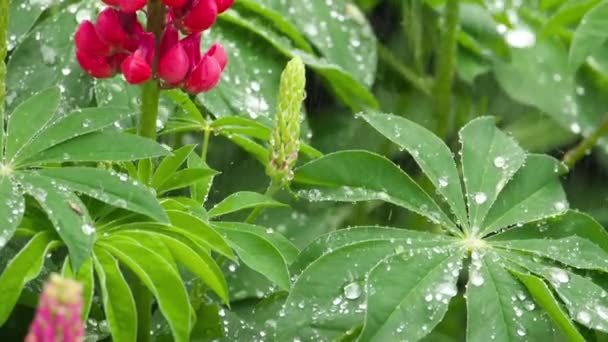 Люпин квіти і листя з краплями дощу — стокове відео