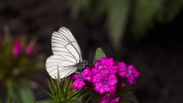 Černý žilkovaný bílý motýl