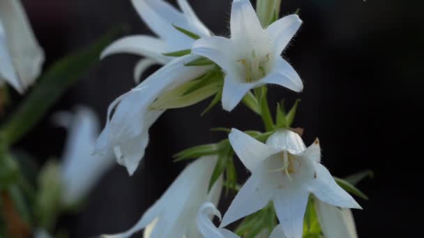 Bumblebee on Campanula flower — Stock Video