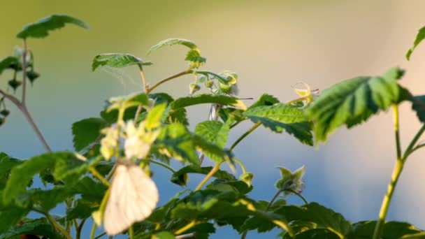 Schwarzer Aderweißer Schmetterling — Stockvideo